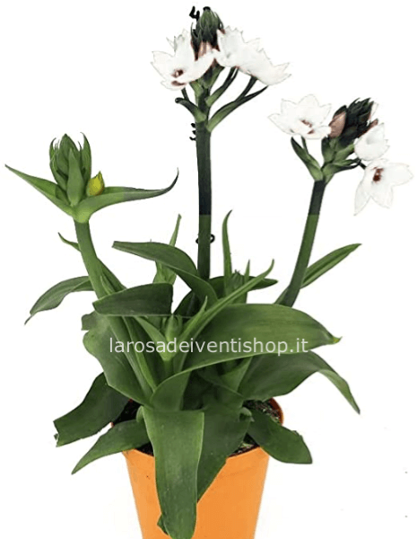 Ornitogallo vaso dimensione 12 cm - Confezionato da regalo