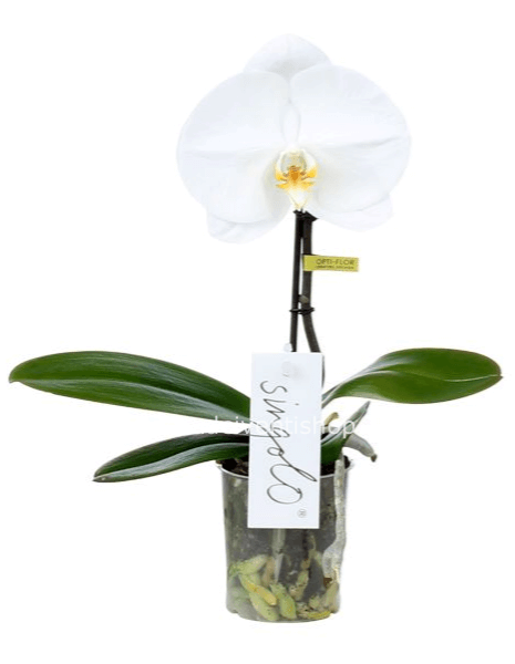 Orchidea Phalenopsis fiore singolo