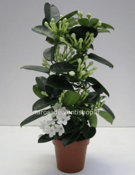Stephanotis
