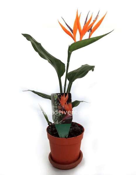 Sterlitzia
