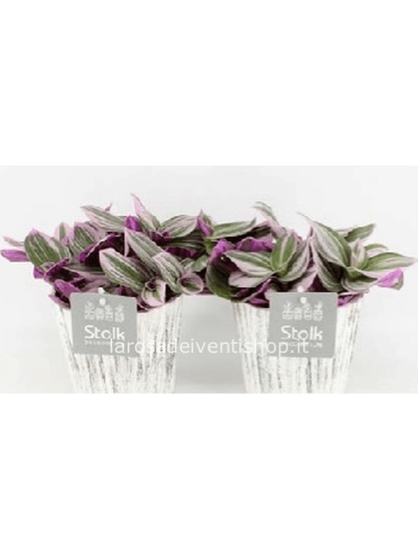 Tredescantia 