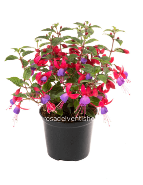 Fucsia vaso 14 cm