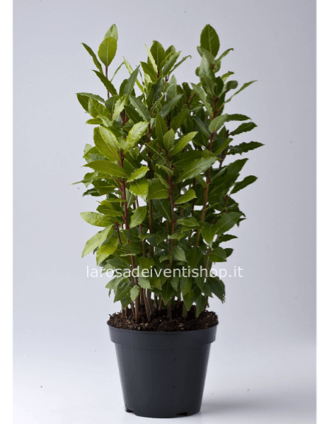 Pianta d'alloro vaso 14 cm