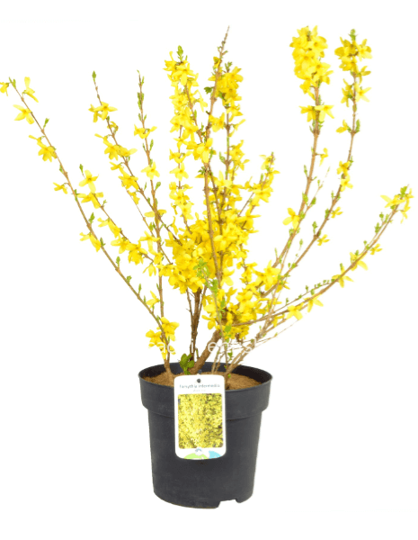 Forsithia v 24 cm