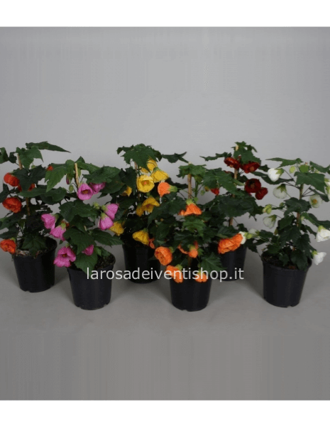 Abutilon vaso 15 cm altezza c.a. 50 cm