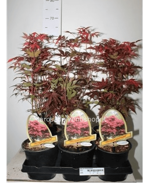 Acero rosso palmato vaso diametro 15 cm