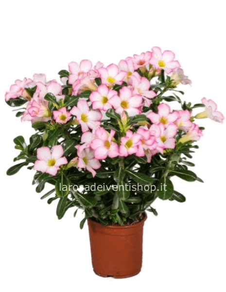 Adenium Obesum vaso 14 cm - confezionata da regalo