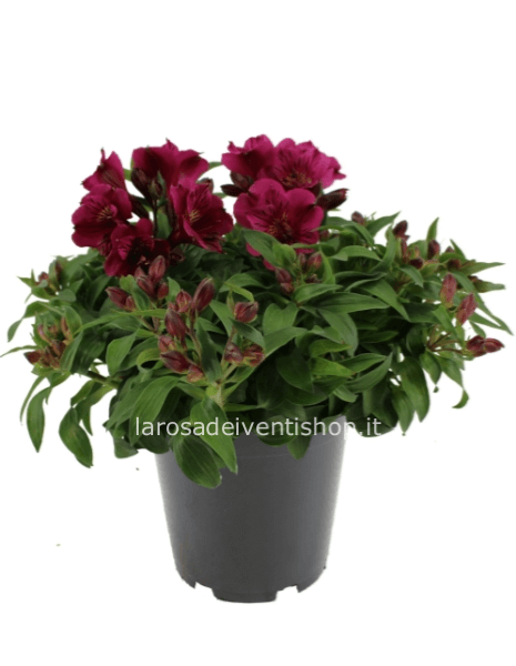 Alstroemeria Purple