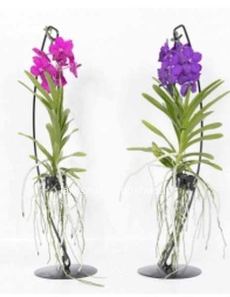 Orchidea Vanda con vaso