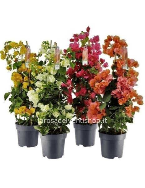 Bouganvillea piramide