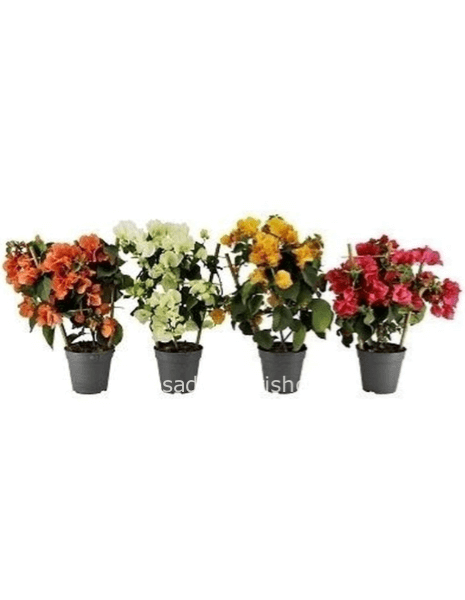 Bouganvillea spalliera vaso diametro 12 altezza c.a. 40 cm