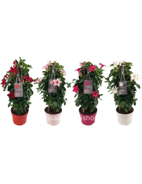 Dipladenia Piramide vaso diametro 14 cm h c.a. 40 cm