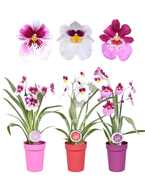 Orchidea miltonia vaso diametro 12 cm - Confezionata da regalo