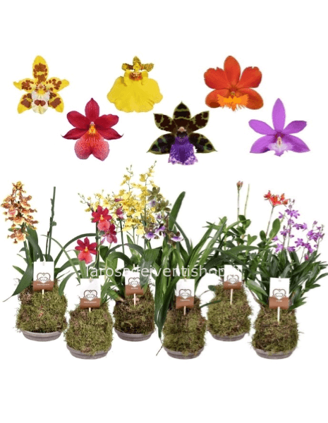 Orchidea mix in kokedama diametro 14 cm - Confezionata da regalo