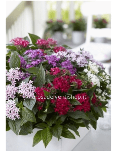 Pentas vaso  diametro 13 cm