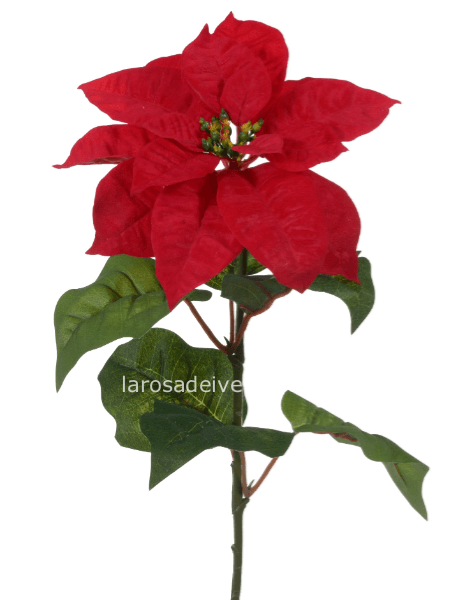 Stella di natale Rossa