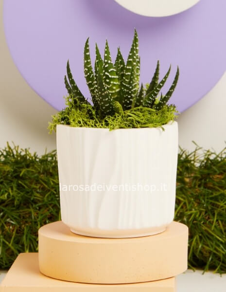 Vasetto ceramica e pianta grassa piccolo