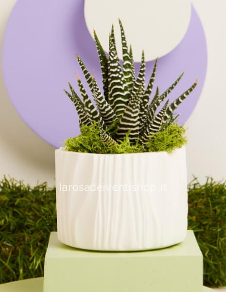 Vasetto ceramica e pianta grassa grande