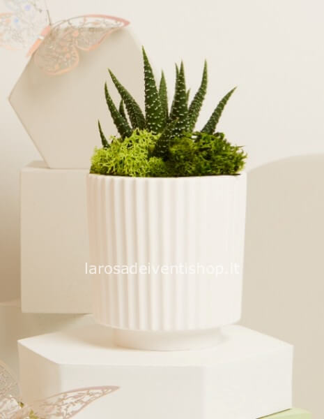 Vasetto ceramica con pianta e base bianca piccolo