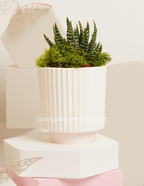 Vasetto ceramica con pianta e base rosa piccolo