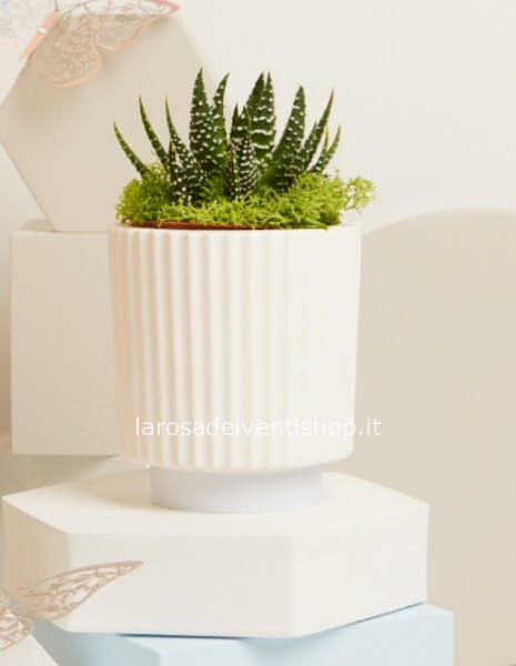 Vasetto ceramica con pianta e base azzurra piccolo