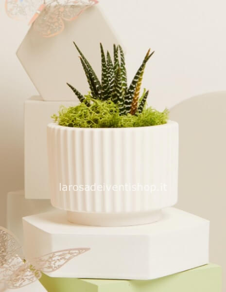 Vasetto ceramica con pianta e base bianca grande