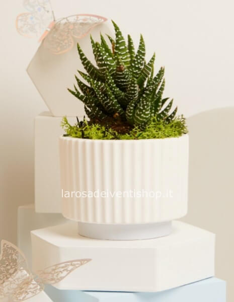 Vasetto ceramica con pianta e base azzurra grande