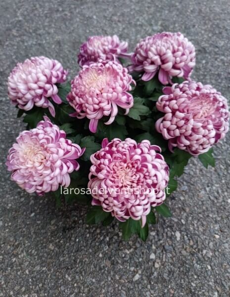 Crisantemo Dhalia