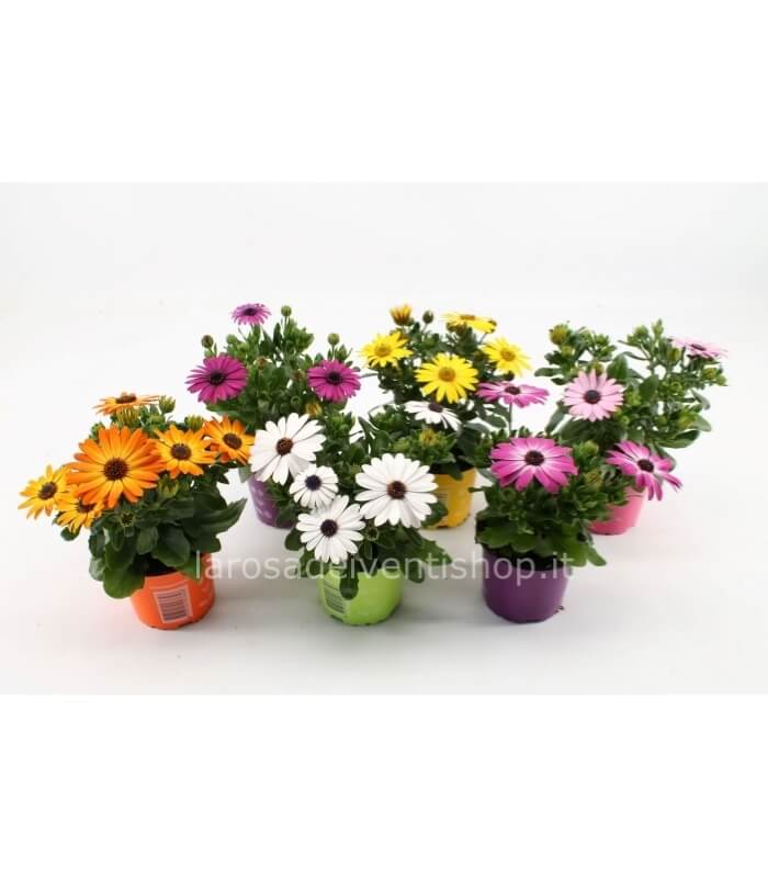 6 Piante Di Dimorfoteca (Osteospermum) - Fiori Colorati, Vaso 14cm, Da Azienda Agricola Carmazzi - Foto 6