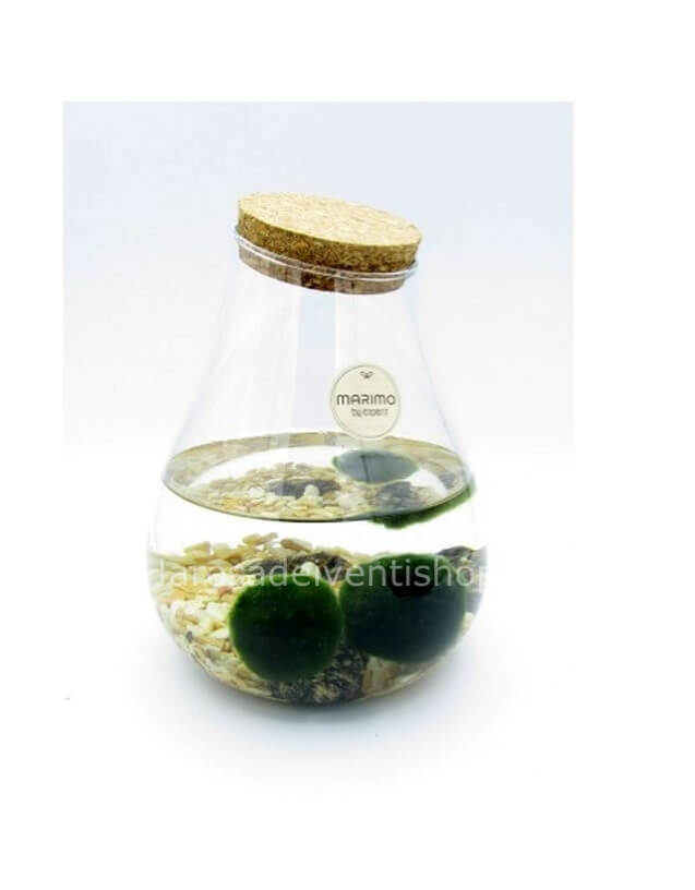 Alga Palla o Marimo » Fiorista a Lovero, invio spedizione consegna a  domicilio di fiori e piante a Lovero.