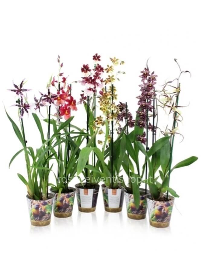 Orchidea Cambria